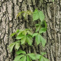 Virginia Creeper.jpg